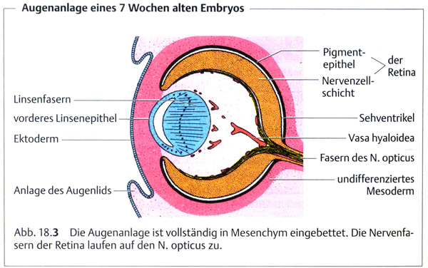 Entwicklung des Auges - ZIRM Augenzentrum Wien, Innsbruck